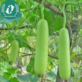Hạt giống bầu sao