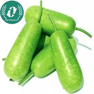 Hạt giống bầu sao