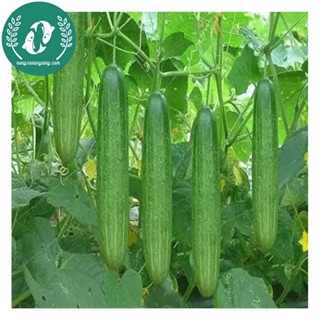 Hạt giống dưa chuột