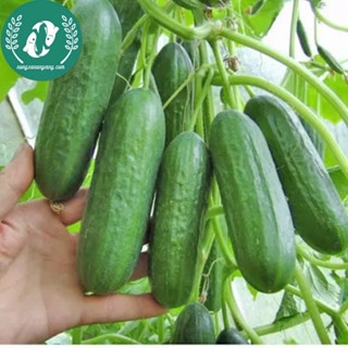 Hạt giống dưa chuột