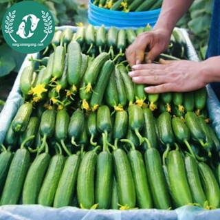 Hạt giống dưa chuột