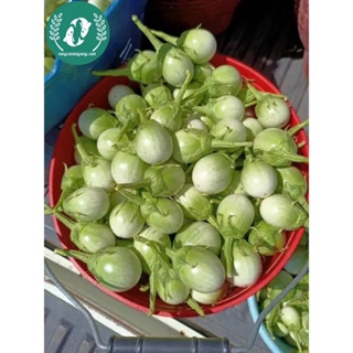 Hạt giống cà pháo