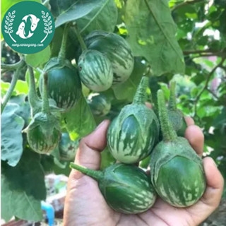 Hạt giống cà pháo