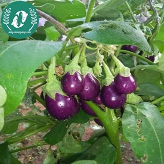 Hạt giống cà pháo