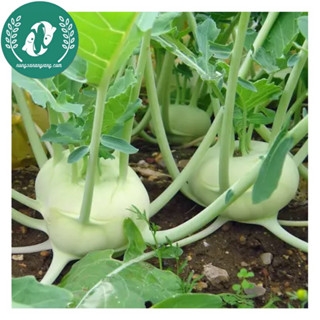 🥦 Hạt Giống Su Hào – Trồng Vui, Thu Hoạch Ngon