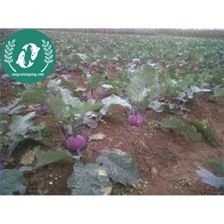 🥦 Hạt Giống Su Hào – Trồng Vui, Thu Hoạch Ngon