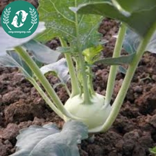 🥦 Hạt Giống Su Hào – Trồng Vui, Thu Hoạch Ngon