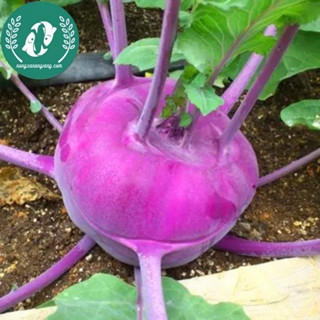 🥦 Hạt Giống Su Hào – Trồng Vui, Thu Hoạch Ngon