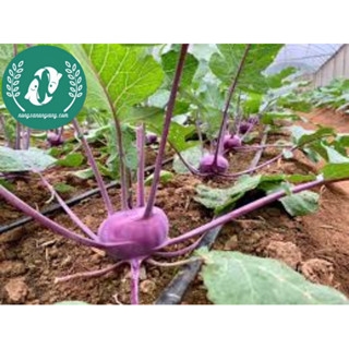 🥦 Hạt Giống Su Hào – Trồng Vui, Thu Hoạch Ngon