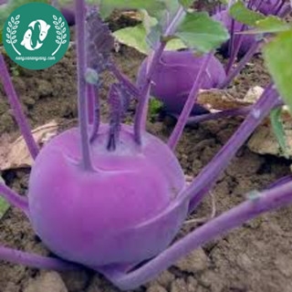 🥦 Hạt Giống Su Hào – Trồng Vui, Thu Hoạch Ngon