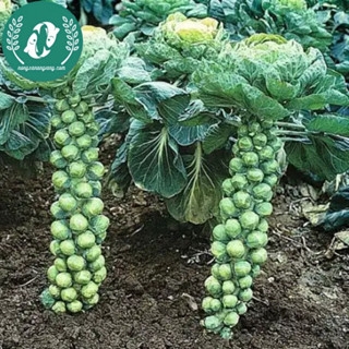 Hạt giống bắp cải