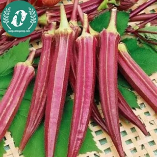 Hạt giống đậu bắp