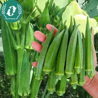 Hạt giống đậu bắp