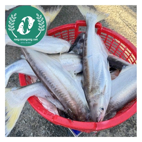 Khô cá dứa 3 nắng