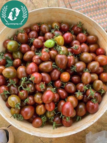 Hạt giống cà chua