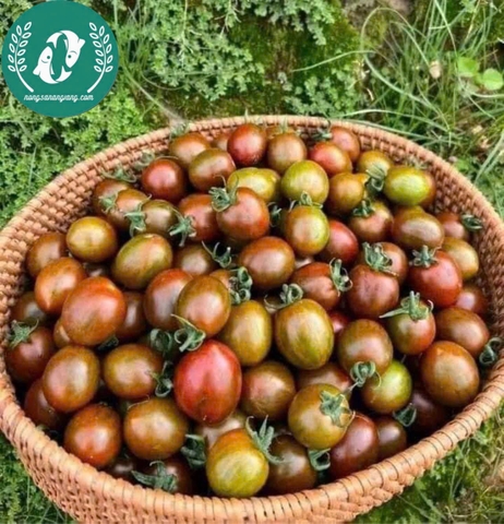 Hạt giống cà chua