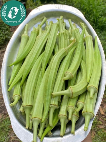 Hạt giống đậu bắp
