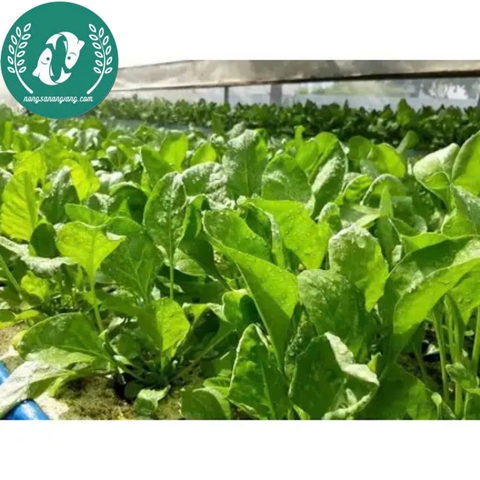 Hạt giống cải bó xôi