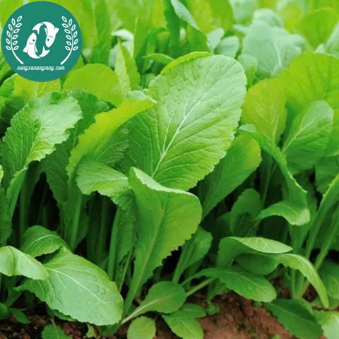 Hạt giống cải xanh lá to