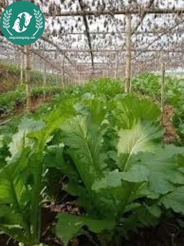 Hạt giống cải mèo Hà Giang