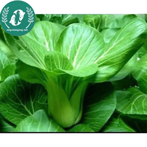 Hạt giống cải thìa (chíp)