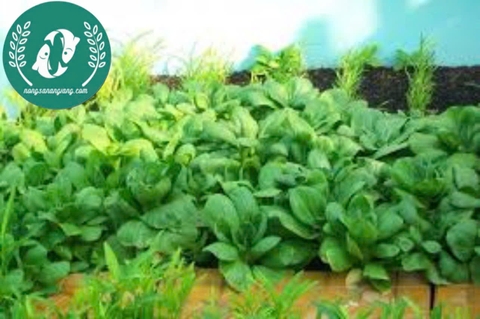 Hạt giống cải thìa (chíp)