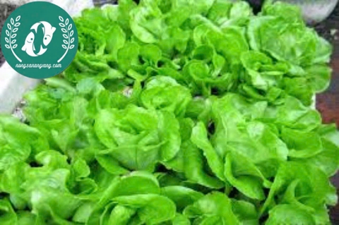 Hạt giống rau xà lách