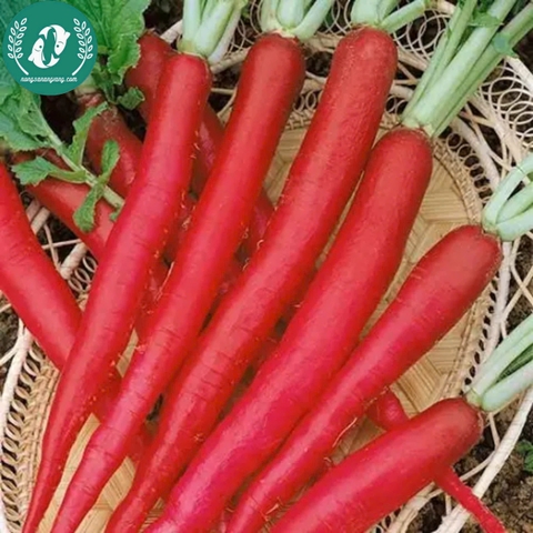 Hạt giống củ cải đỏ