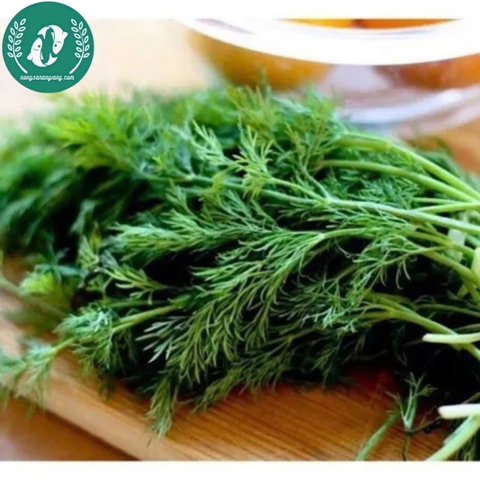 Hạt giống rau thì là