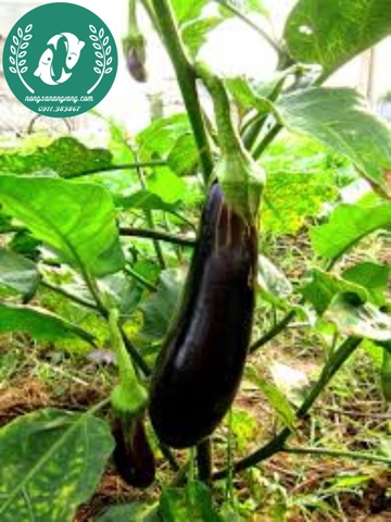 Hạt giống cà tím