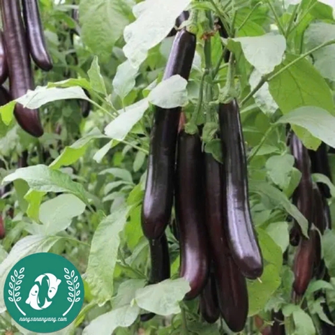 Hạt giống cà tím