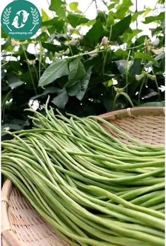 Hạt giống đậu đũa
