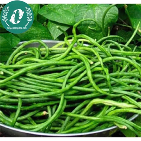 Hạt giống đậu đũa