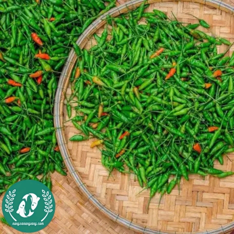 Hạt giống Ớt