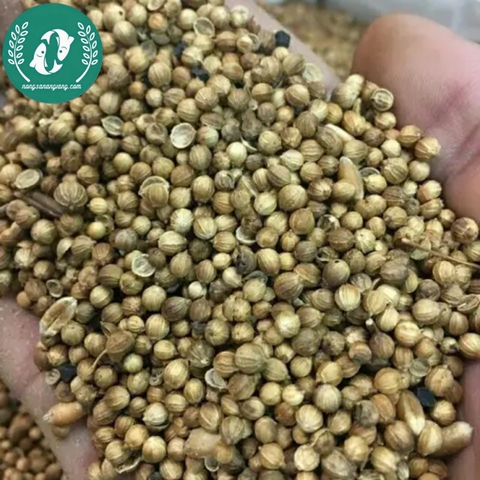 Hạt giống rau mùi (Ngò rí)