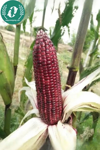 Hạt giống Ngô (bắp)