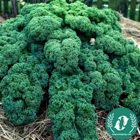 Hạt giống cải Kale