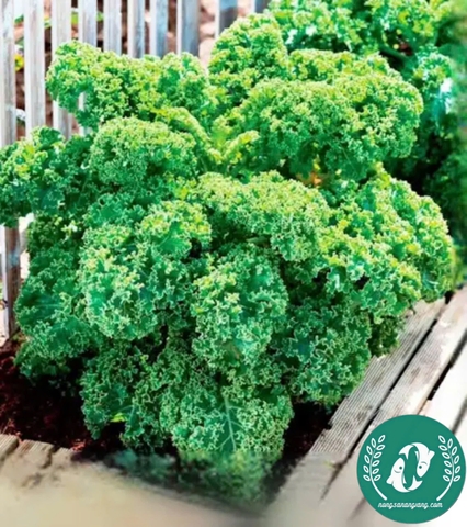 Hạt giống cải Kale