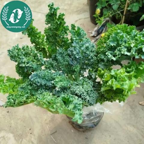 Hạt giống cải Kale