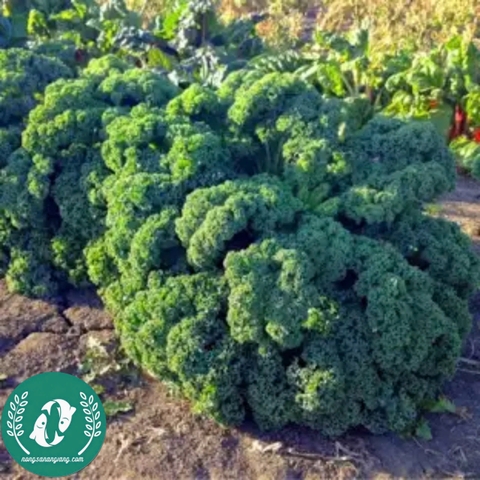 Hạt giống cải Kale