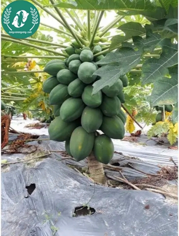 Hạt giống đu đủ lùn