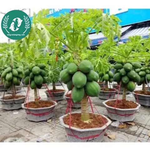 Hạt giống đu đủ lùn