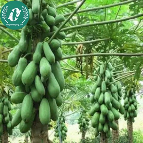 Hạt giống đu đủ lùn