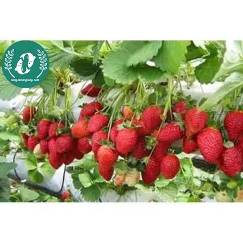 Hạt giống dâu tây