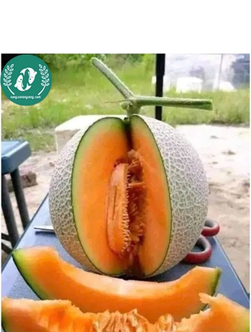 Hạt giống dưa lưới ruột vàng