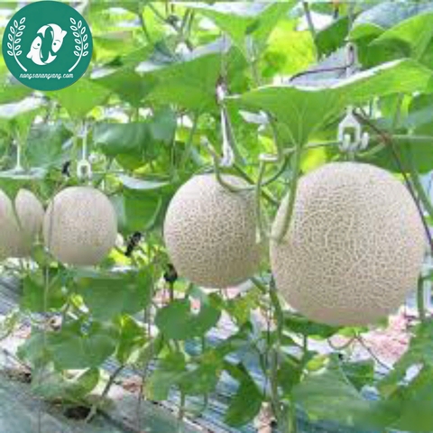 Hạt giống dưa lưới ruột vàng