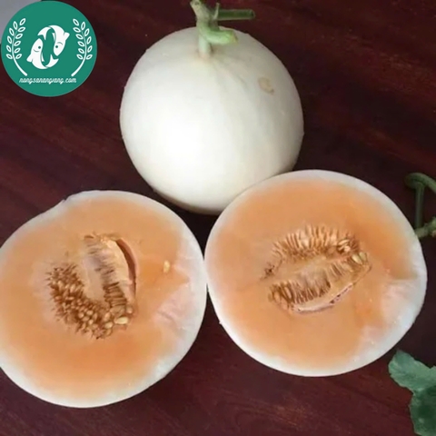 Hạt giống dưa lê siêu ngọt