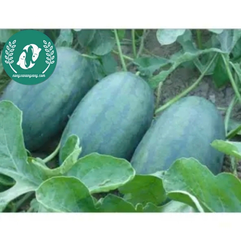 Hạt giống dưa hấu