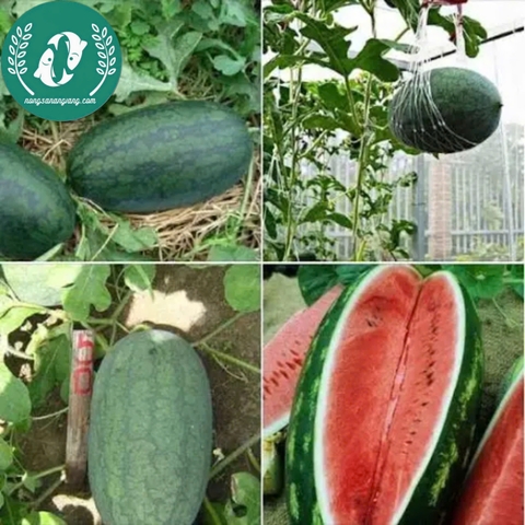 Hạt giống dưa hấu