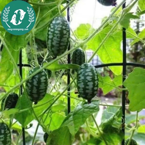 Hạt giống dưa hấu mini